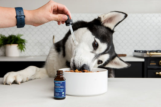 Does Chicken Broth Hurt Dogs