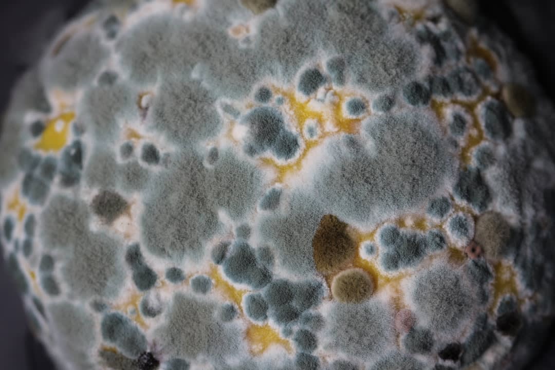 Is Sourdough Mold