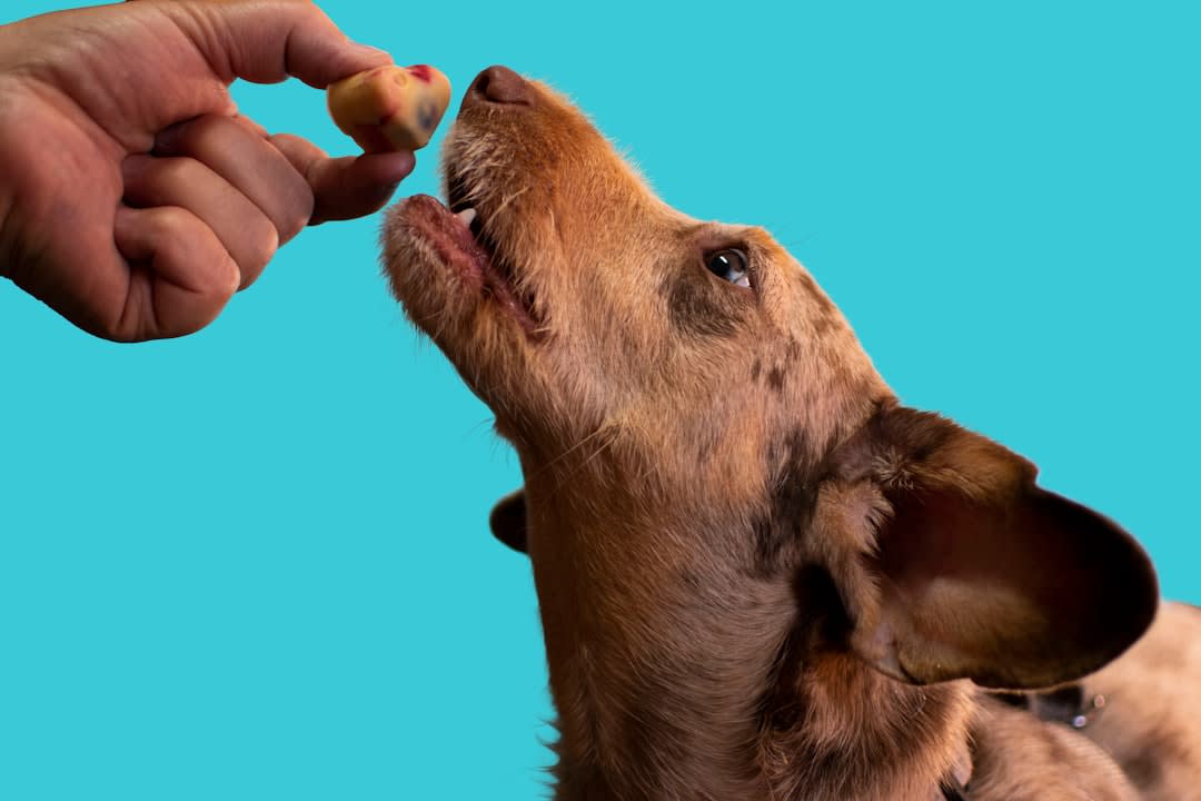 Is Sourdough Poisonous To Dogs