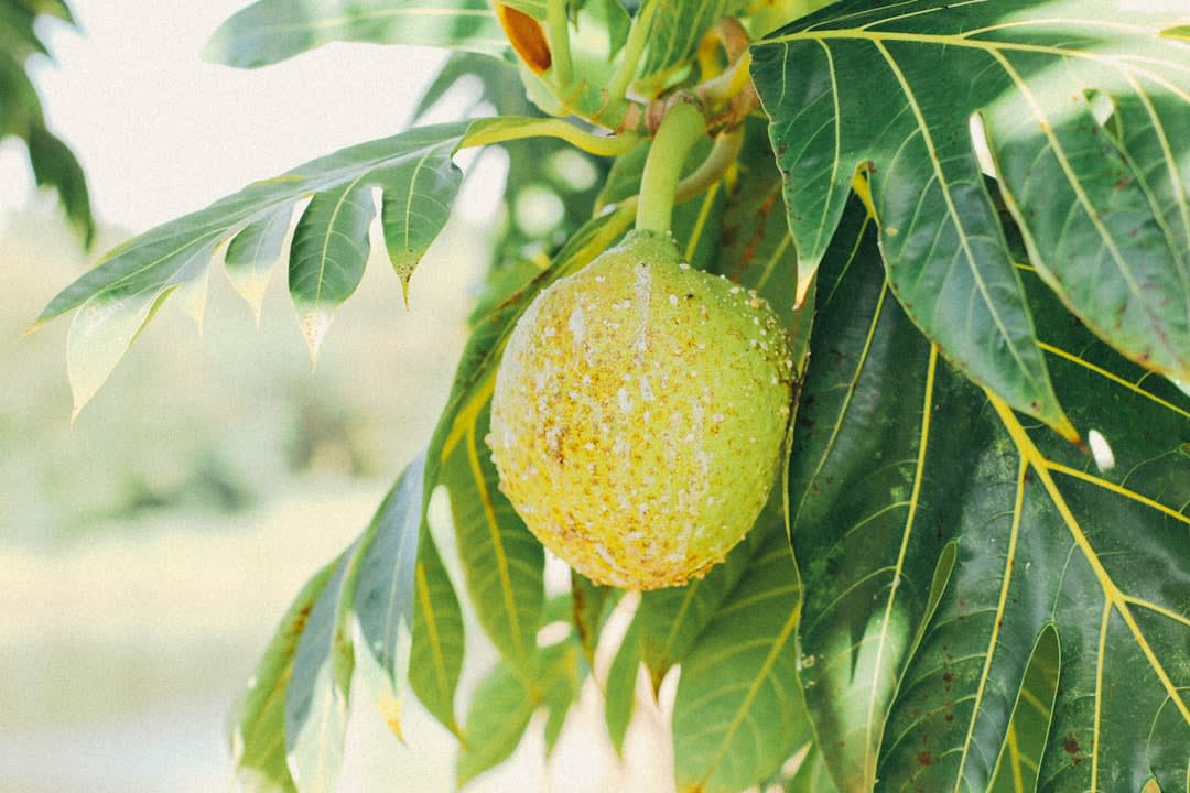 What Bread Fruit Good for