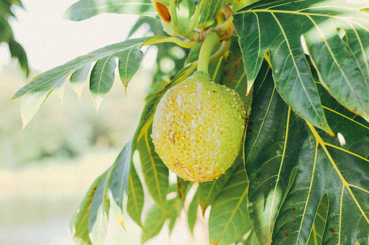 What Bread Fruit