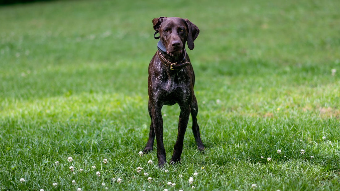 What Bread Is A Gsp
