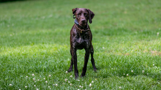 What Bread Is A Gsp