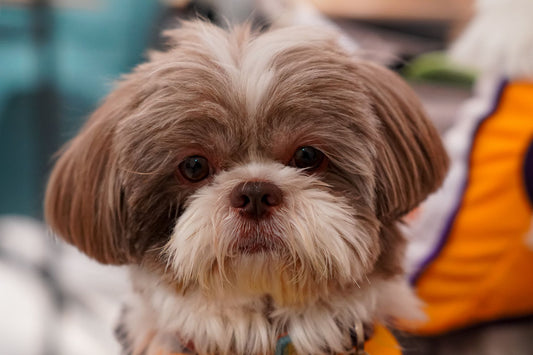What Bread Is A Shih Tzu