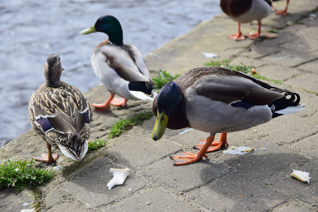 What Bread To Feed Ducks
