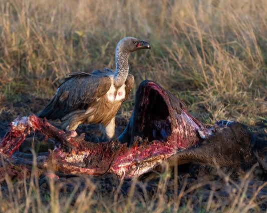 What Color Is Vulture Meat