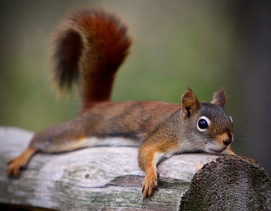 What Color Meat Is Squirrel