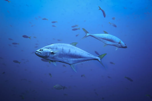 What Color Meat Is Yellowfin Tuna
