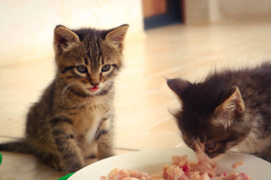 What Colour Is Cat Meat When Cooked