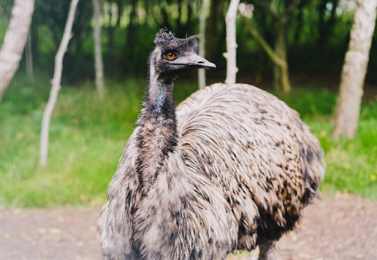 What Colour Meat Is Emu