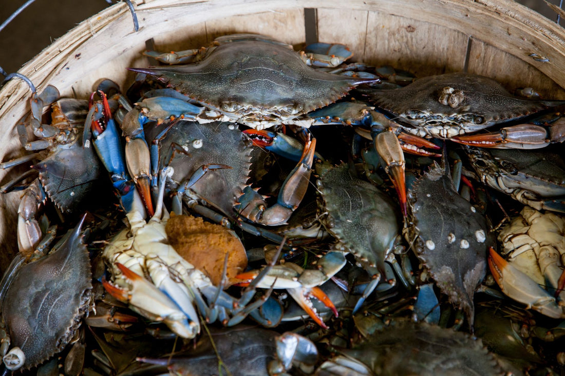 What Do They Eat In North Carolina