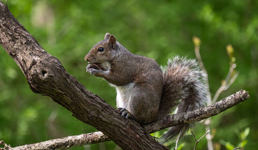 What Is A Squirrel Sandwich