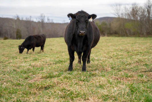 What Is Beef Md Cab