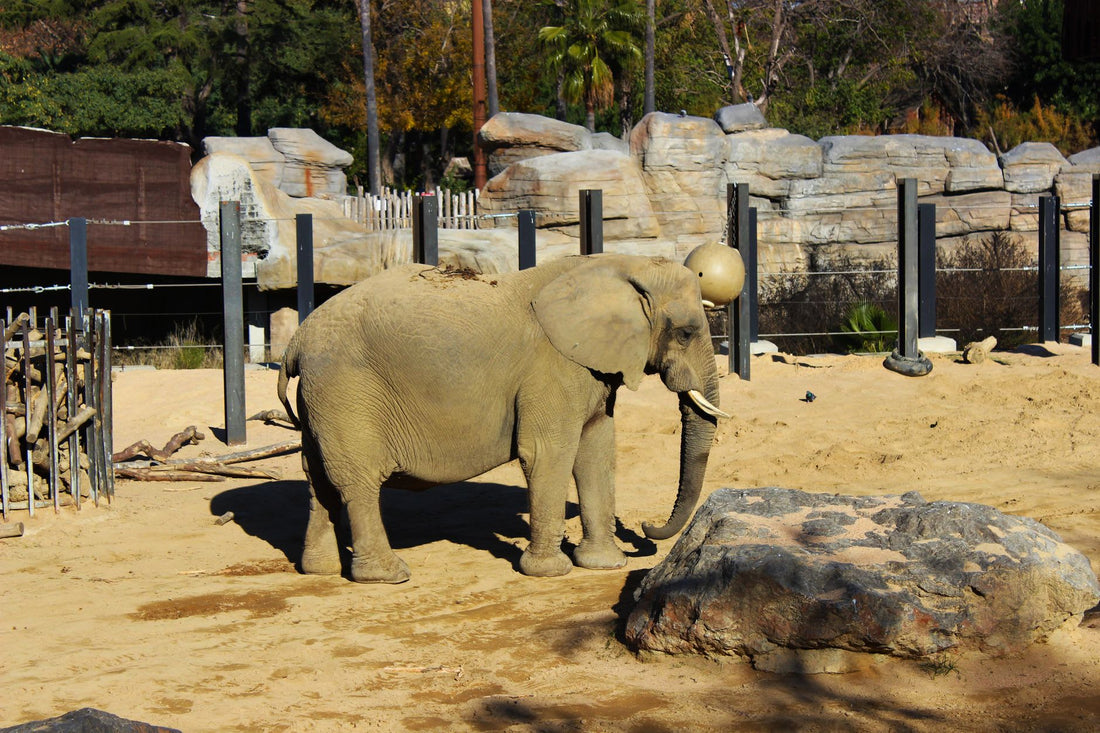 What Is Elephant Bread