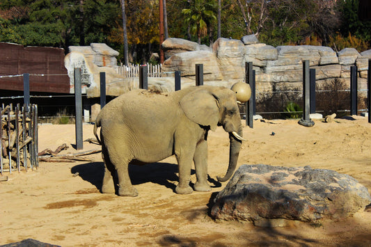 What Is Elephant Bread