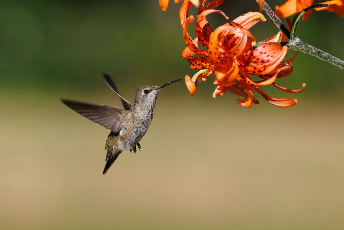 What Is Hummingbird Bread