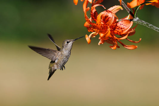 What Is Hummingbird Bread