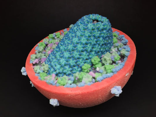 What Is Sandwich Model Of Plasma Membrane