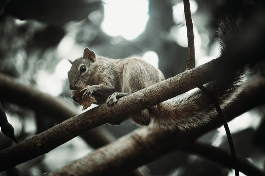 What Is Squirrel Bread Lidl