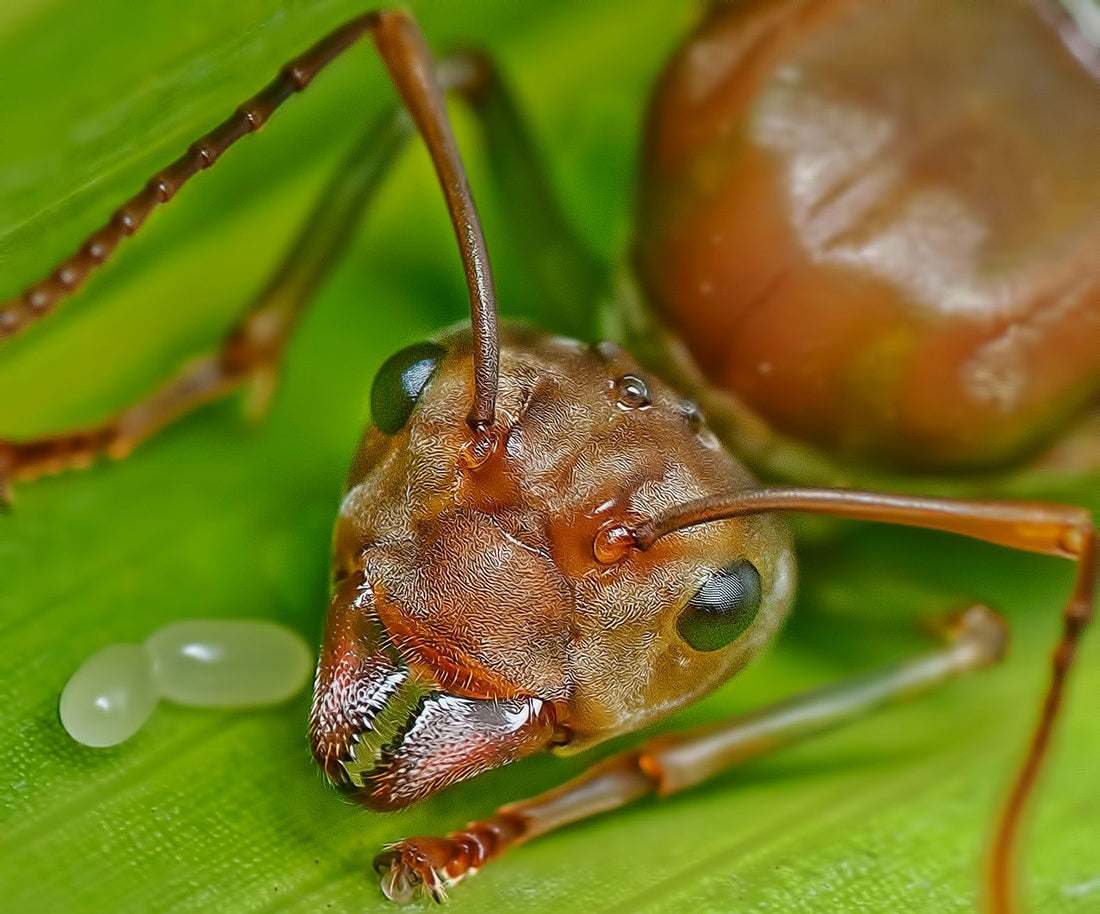 What Sandwich To Give Red Ant Queen